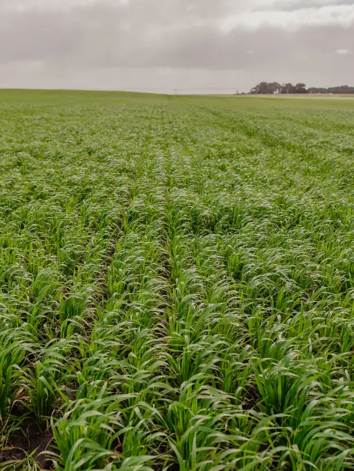 Flaxseed Growing
